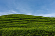 Rolling green hill sides of tea plantations with a back drop of white clouds and a beautiful blue sky.