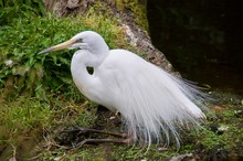 Egret  Resting Near The Waters  Edge In New Zealand.