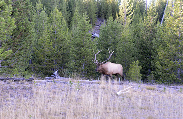 Wall Mural - Bull Elk with large antler rack, Rocky Mountains, USA