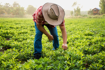 Farmer and the groundnut farm