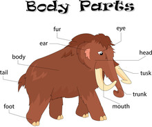 Mammoth Body Parts