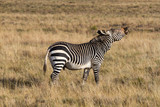 Fototapeta  - Cape Mountain Zebra