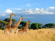 Three giraffe on Kilimanjaro mount background in National park of Kenya