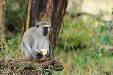 Wall Mural - Vervet Monkey in National park of Kenya