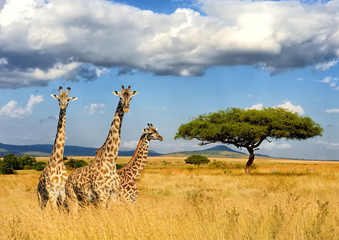 Wall Mural - Giraffe in National park of Kenya