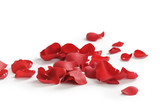 red rose petals on white background, abstract photo