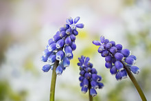 Flowers - Grape Hyacinths, Muscari Armeniacum