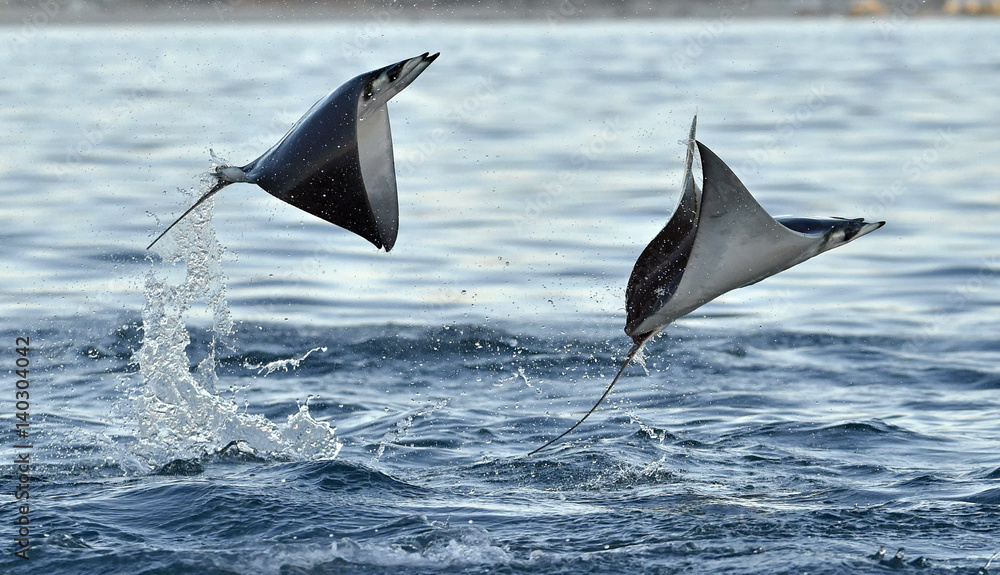 Mobula ray jumping out of the water. Mobula munkiana, known as the manta de monk, Munk's devil ray, pygmy devil ray, smoothtail mobula, is a species of ray in the family Myliobatida. Pacific ocean - obrazy, fototapety, plakaty 