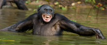 Smiling Bonobo In The Water.  Bonobo In The Water With Pleasure And Smiles. Bonobo Standing In Pond Looks For The Fruit Which Fell In Water. Bonobo (Pan Paniscus). Democratic Republic Of Congo. Africa