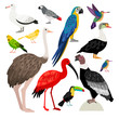 Beautiful set of colored birds:albatross, colibri, toucan, parrot, ostrich, condor, ibis, eider, canary