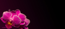Pink Orchids With Droplets Of Water And Copy Space Isolated On Black. Floristic Colorful Abstract Spa Background