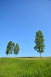 Three birches in a field