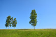 Three birches in a field
