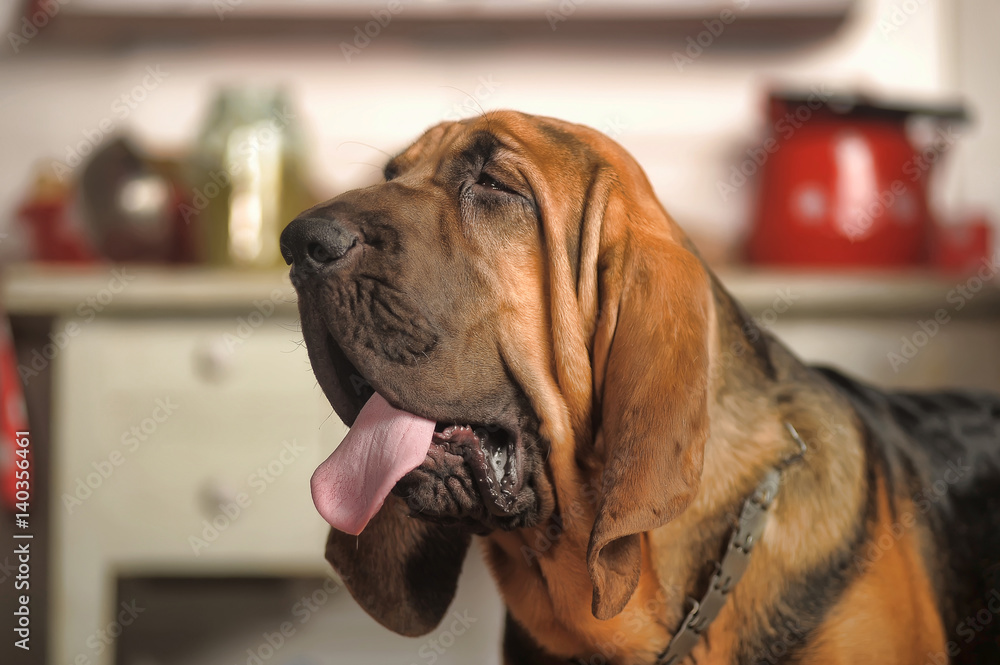 Beautiful Bloodhound puppy at 6 months. - obrazy, fototapety, plakaty 
