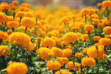 Beautiful Marigold Yellow Flowers In The Garden