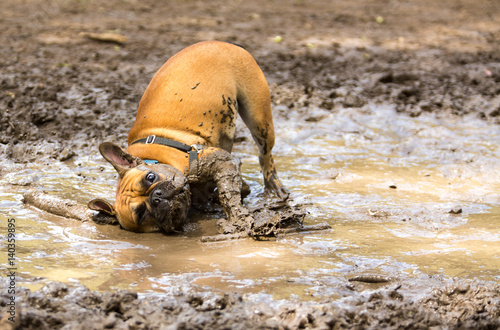 Cuadros en Lienzo French Bulldog having fun in a mud puddle