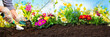 Leinwandbild Motiv Planting flowers in a garden