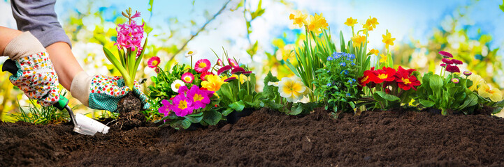 Planting flowers in a garden