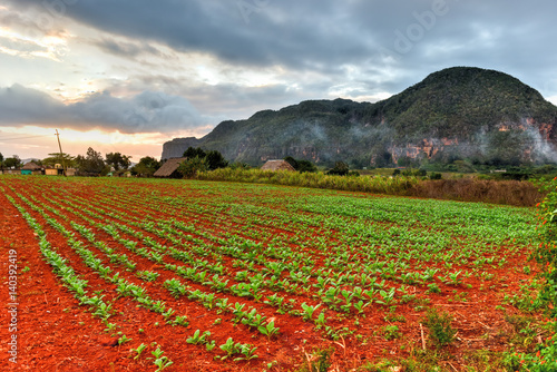 Tobacco Plantation - Vinales Valley, Cuba Canvas Print