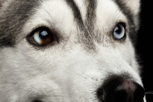 Close-up Blue Eyes With Mosaic Of Siberian Husky Dog On Isolated Black Background, Profile View