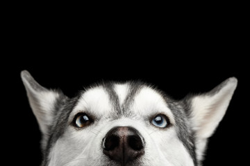 Close-up Head of peeking Siberian Husky Dog with blue eyes on Isolated Black Background, Front view