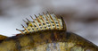 Finch pike perch close up, background
