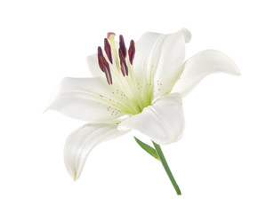 White lily isolated on a white background.