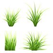 Set realistic vector  grass. Bush of fresh grass of various shapes. Isolated element for design, nature landscape illustration.