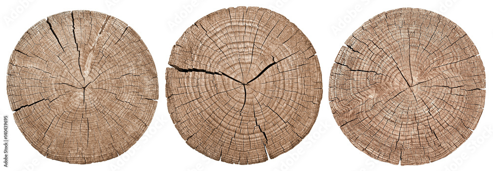 Cross section of tree trunk showing growth rings on white background. wood texture. set - obrazy, fototapety, plakaty 