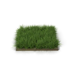 Wall Mural - Square of Ryegrass Grass field over white. 3D illustration