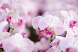 Fototapeta Kwiaty - Closeup of Orchids flowers in garden. Bouquet orchids flowers with green leaves nature background.