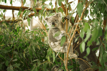 Wall Mural - australian koala outdoors in a eucalyptus tree.