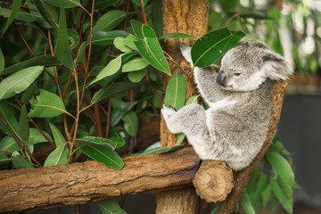 Wall Mural - australian koala outdoors in a eucalyptus tree.