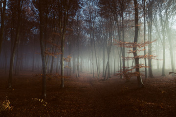 Spooky light in misty forest