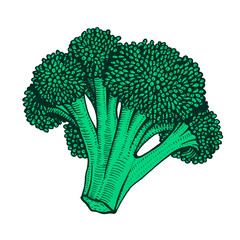 Wall Mural - Hand drawn vector illustration of cauliflower