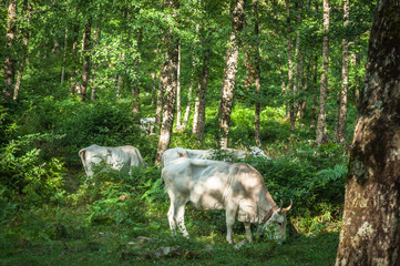 free-range cows in the forest