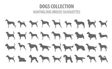 Hunting Dog Breeds Collection Isolated On White. Flat Style