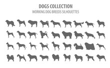 Working (watching) Dog Breeds Collection Isolated On White. Flat Style