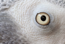 Parrot Eyes Detail On The Macro