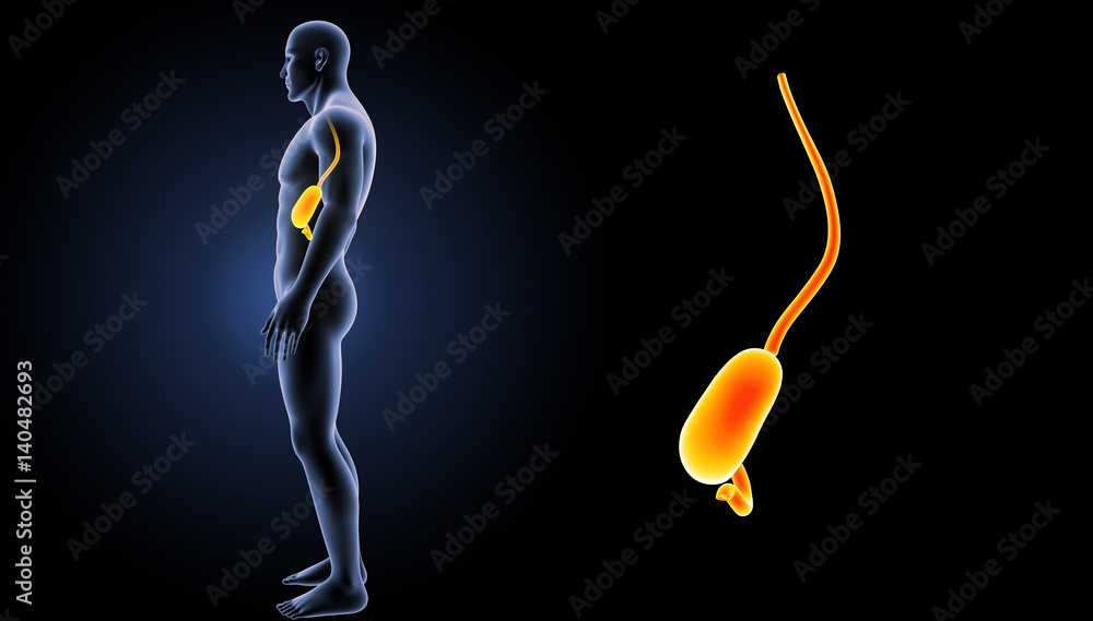 Stomach zoom with body lateral view Stock Illustration | Adobe Stock