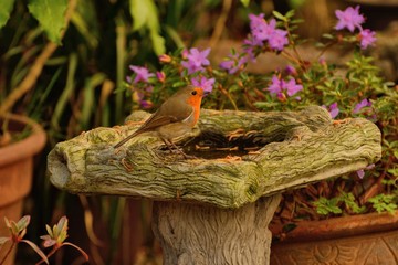 red robin, erithacus rubecula, on edge of bird bath