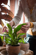 The woman caring for house plants