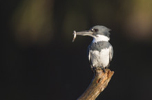 A Belted Kingfisher Perches On A Branch In The Early Morning Sun With A Minnow In Its Beak Against A Dark Background.