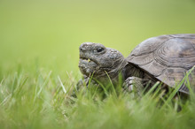 A Close Up Ground Level Portrait Of A Gopher Tortoise Walking In Bright Green Grass.