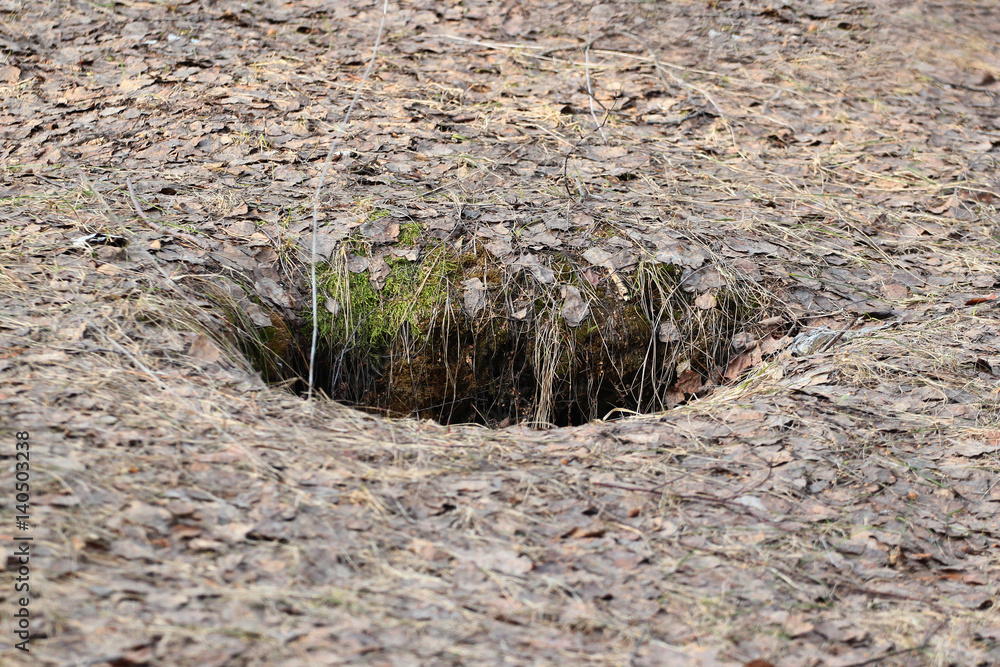 Hole in the ground caused by fallen tree. Forest floor covered with dry ...