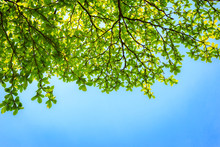 Green Leaves With Blue Sky Background.