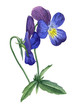 Watercolor illustration of a blooming violet.