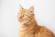 © vika_hova - Portrait of an Orange cat sitting on a white background