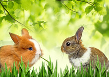 Little Rabbits Eating Grass