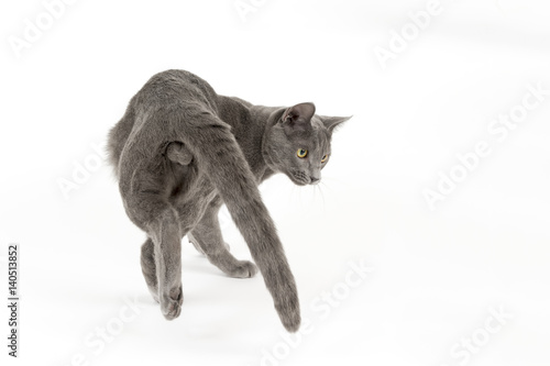 Russisch Blau Katze Liegen Auf Dem Teppich Stockfoto Bild